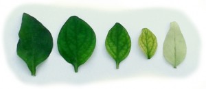 leaf color